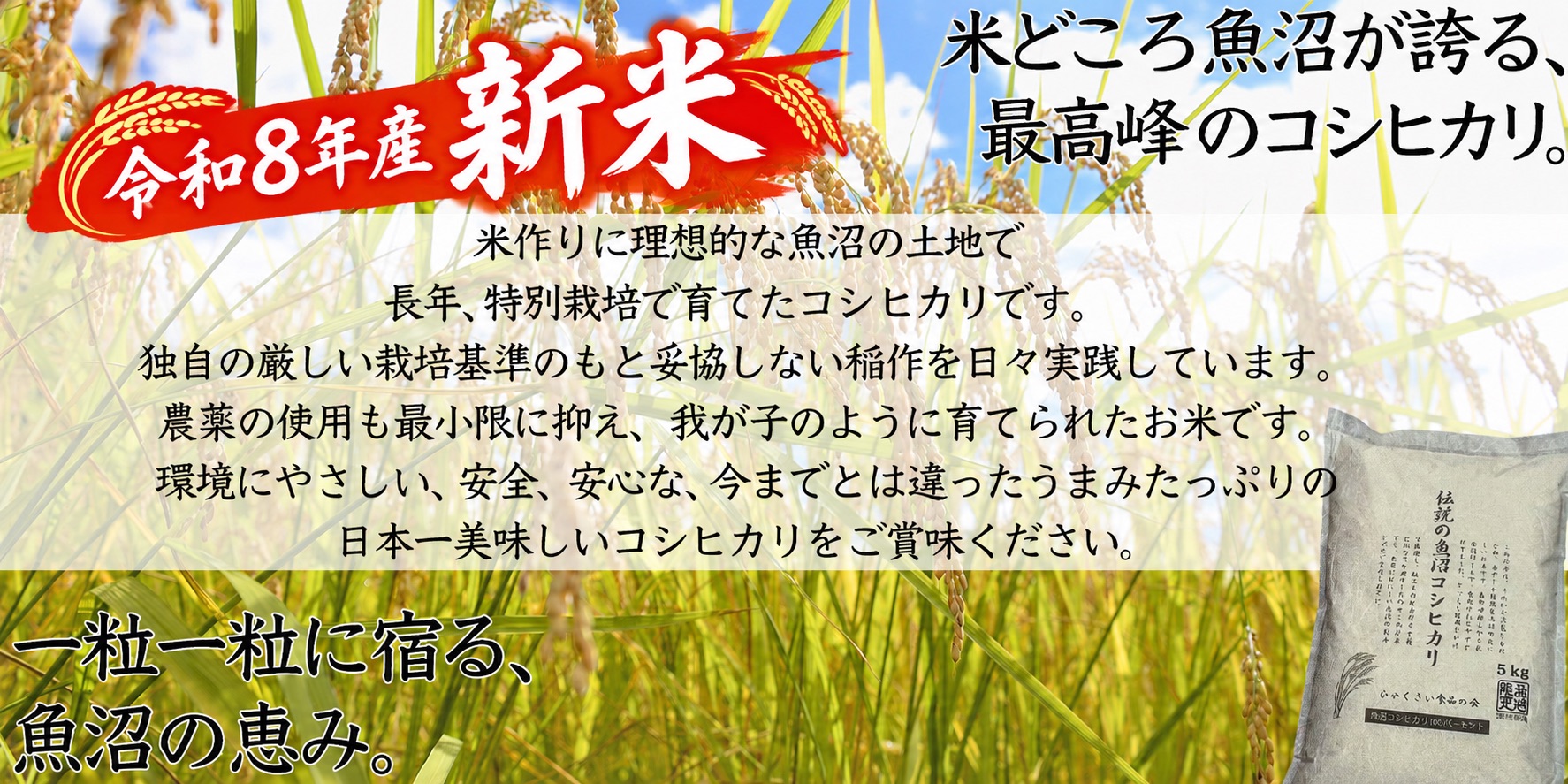 魚沼産コシヒカリ