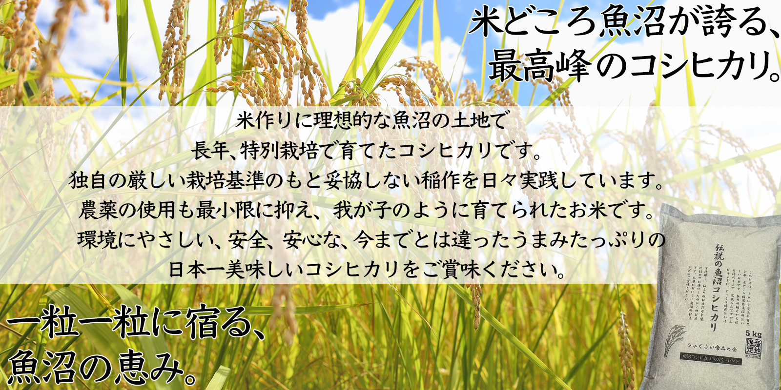 魚沼産コシヒカリ