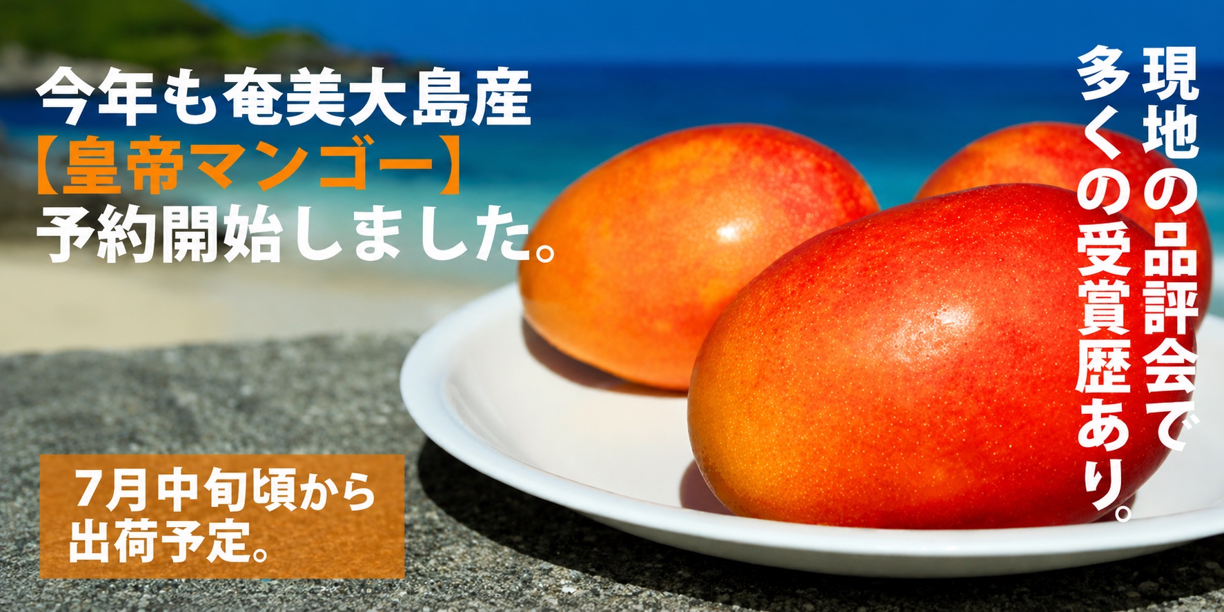 マンゴー予約販売開始