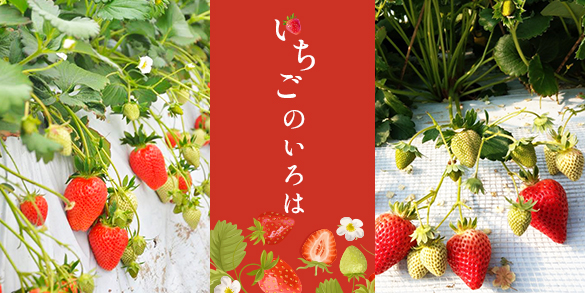 いちごのいろは