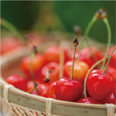 さくらんぼ | WOW推薦の山形さくらんぼ|佐藤錦|紅秀峰|紅さやか